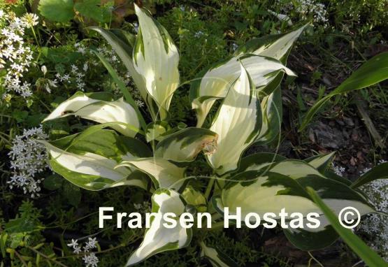 Hosta Paul Revere