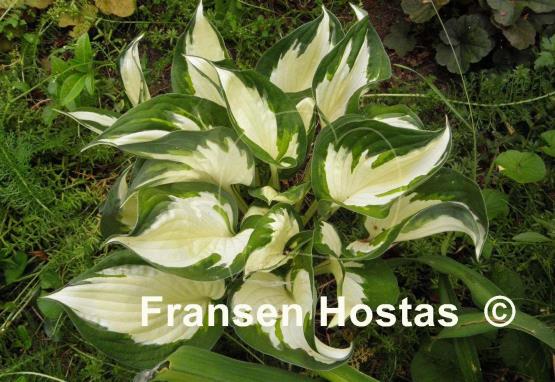Hosta Paul Revere