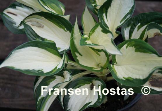 Hosta Paul Revere
