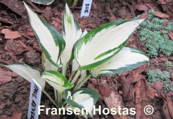 Hosta Paul Revere