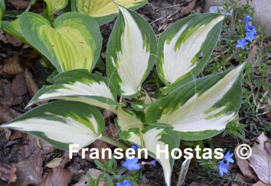 Hosta Paul Revere