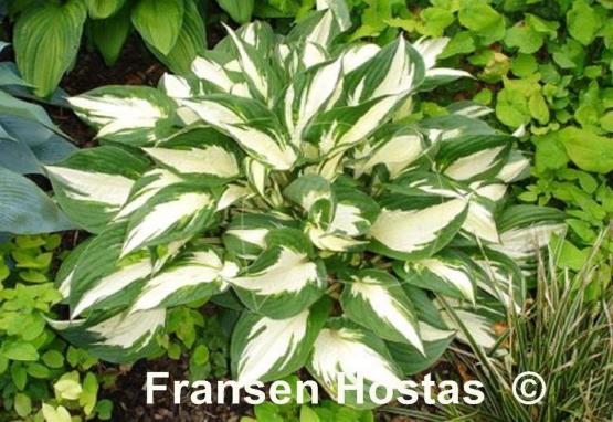 Hosta Paul Revere
