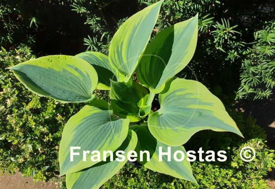 Hosta Paul Vernooij