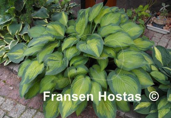 Hosta Paul's Glory