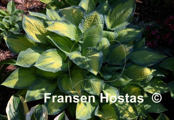 Hosta Paul's Glory