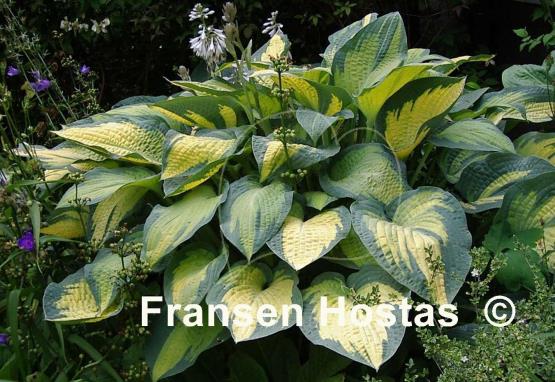 Hosta Paul's Glory