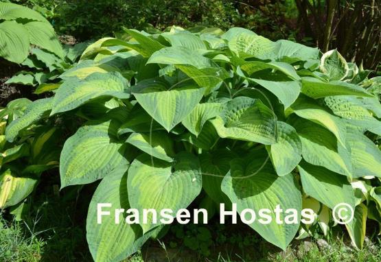 Hosta Paul's Glory