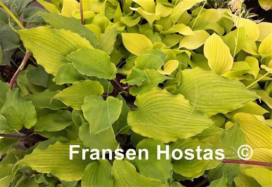 Hosta Pavlova Delight