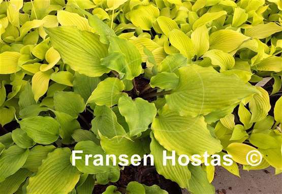 Hosta Pavlova Delight