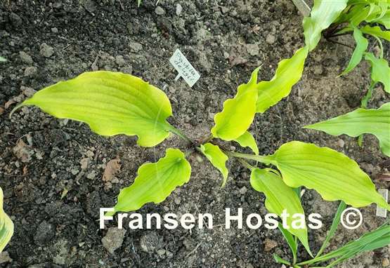 Hosta Pavlova Delight