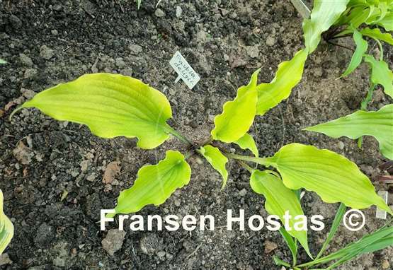 Hosta Pavlova Delight
