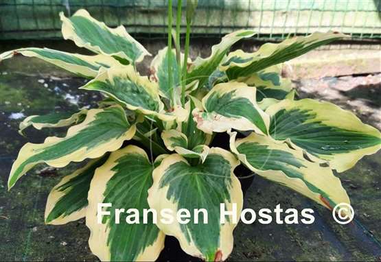Hosta Payot Night Queen