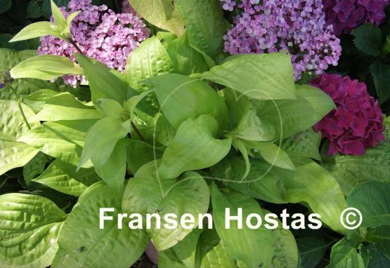 Hosta Peach Salsa
