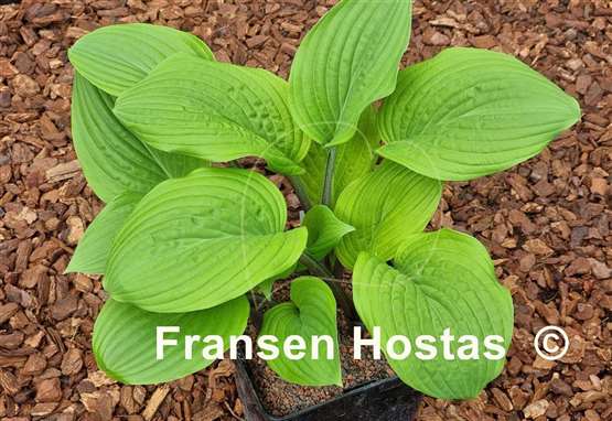Hosta Peacock Strut