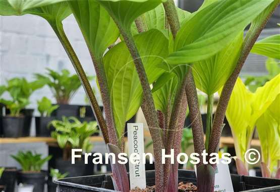 Hosta Peacock Strut