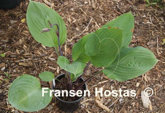 Hosta Peacock Strut