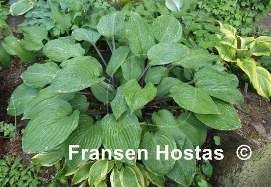 Hosta Peacock Strut
