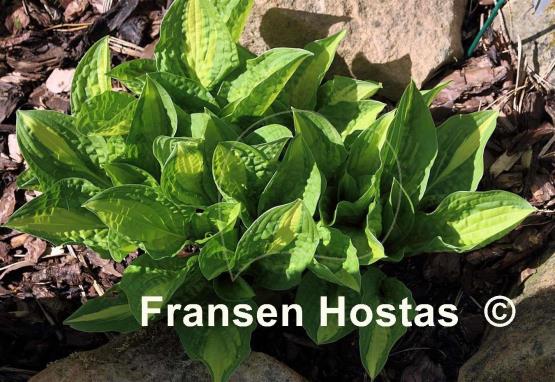 Hosta Peanut
