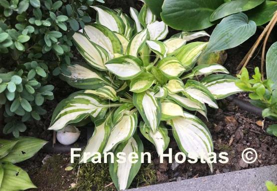 Hosta Peanut
