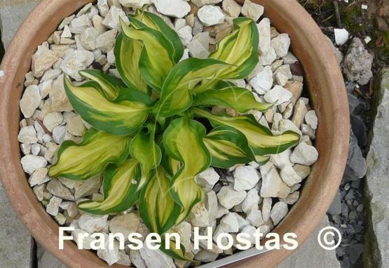 Hosta Peanut