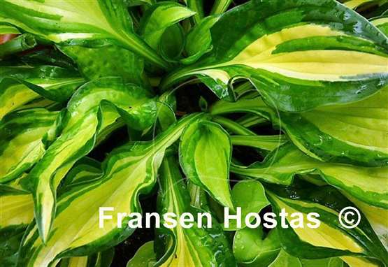 Hosta Peanut