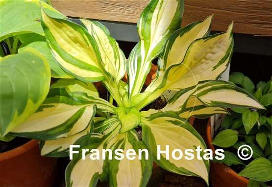 Hosta Peanut