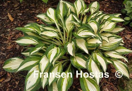 Hosta Peanut
