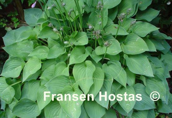 Hosta Pearl Lake