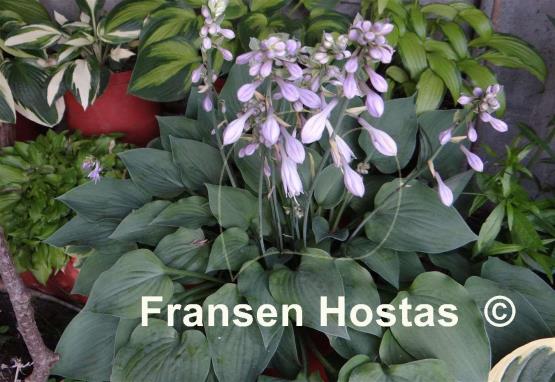Hosta Pearl Lake