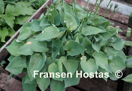 Hosta Pearl Lake