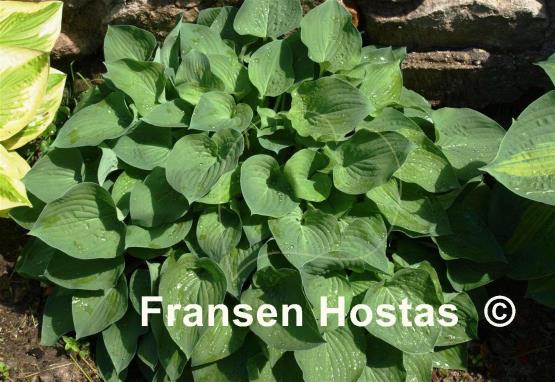 Hosta Pearl Lake