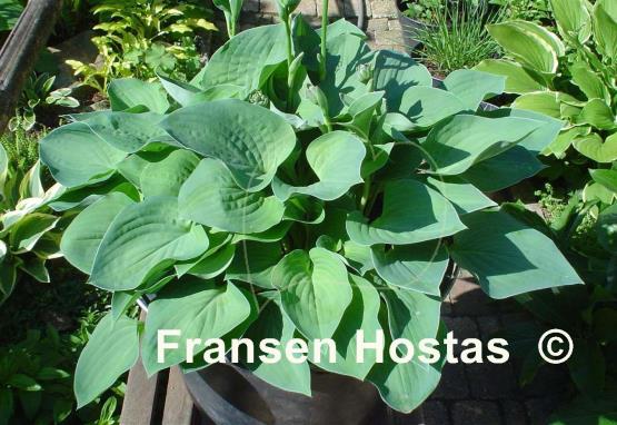 Hosta Pearl Lake