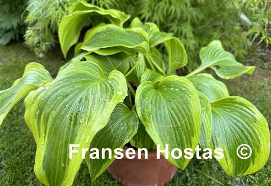 Hosta Pearly Gates