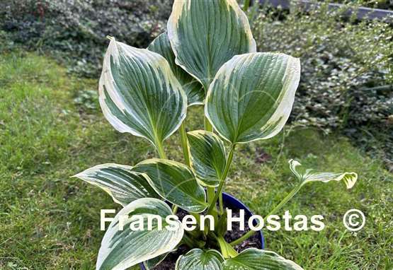 Hosta Pearly Gates