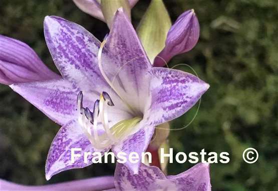 Hosta Pebble Creek Moon Journey
