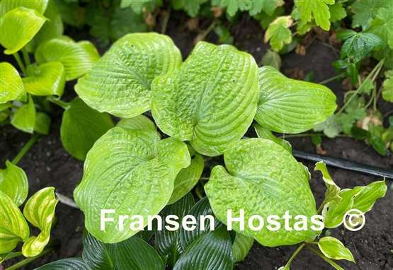 Hosta Pebble Creek 
