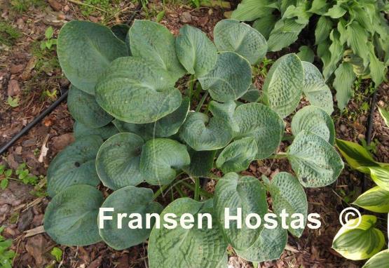 Hosta Pebbles