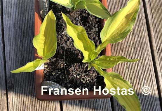 Hosta Peedee Gold Flash