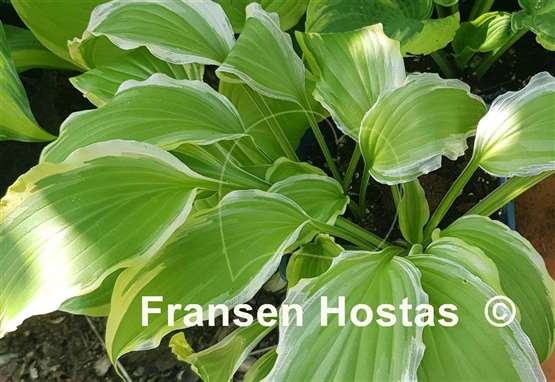 Hosta Peedee Laughing River
