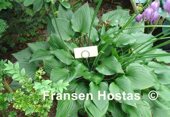 Hosta Peedee Elfin Bells