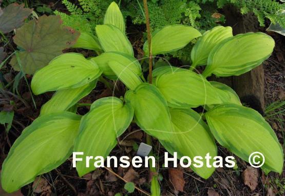Hosta Peedee Gold Flash