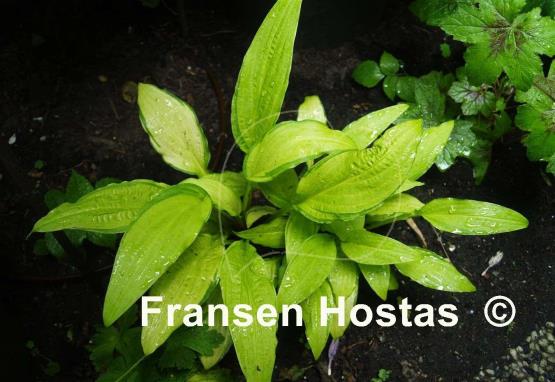 Hosta Peedee Gold Flash