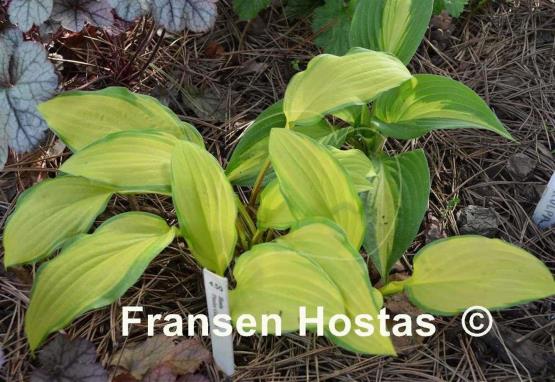 Hosta Peedee Gold Flash