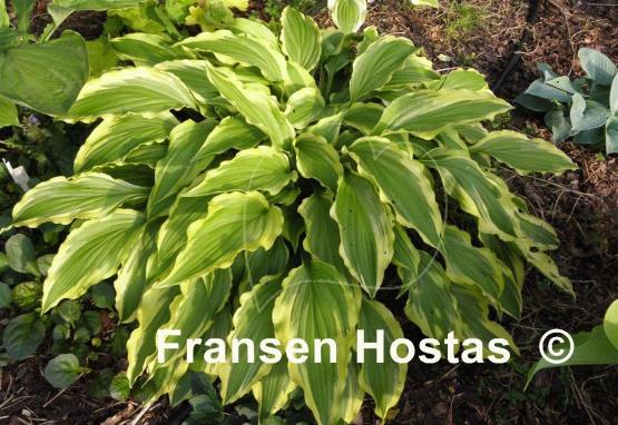 Hosta Peedee Laughing River