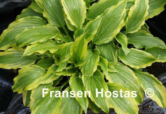 Hosta Peedee Laughing River