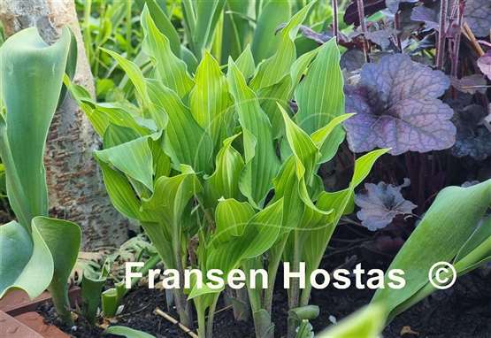 Hosta Peek-a-boo Purple