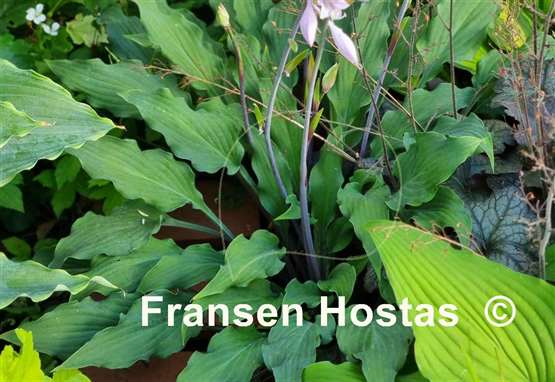 Hosta Peek-a-boo Purple