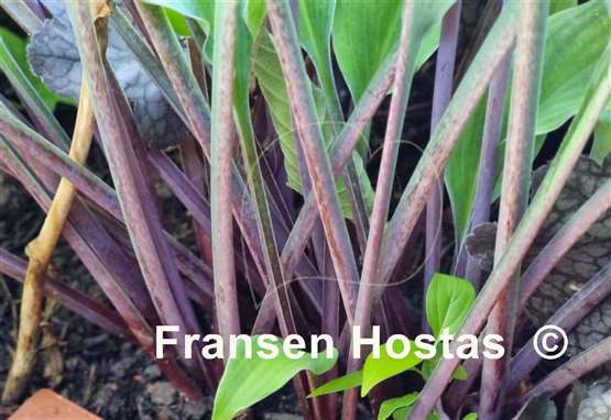 Hosta Peek-a-boo Purple