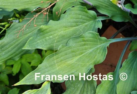 Hosta Peek-a-boo Purple