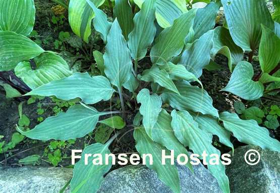 Hosta Peek-a-boo Purple